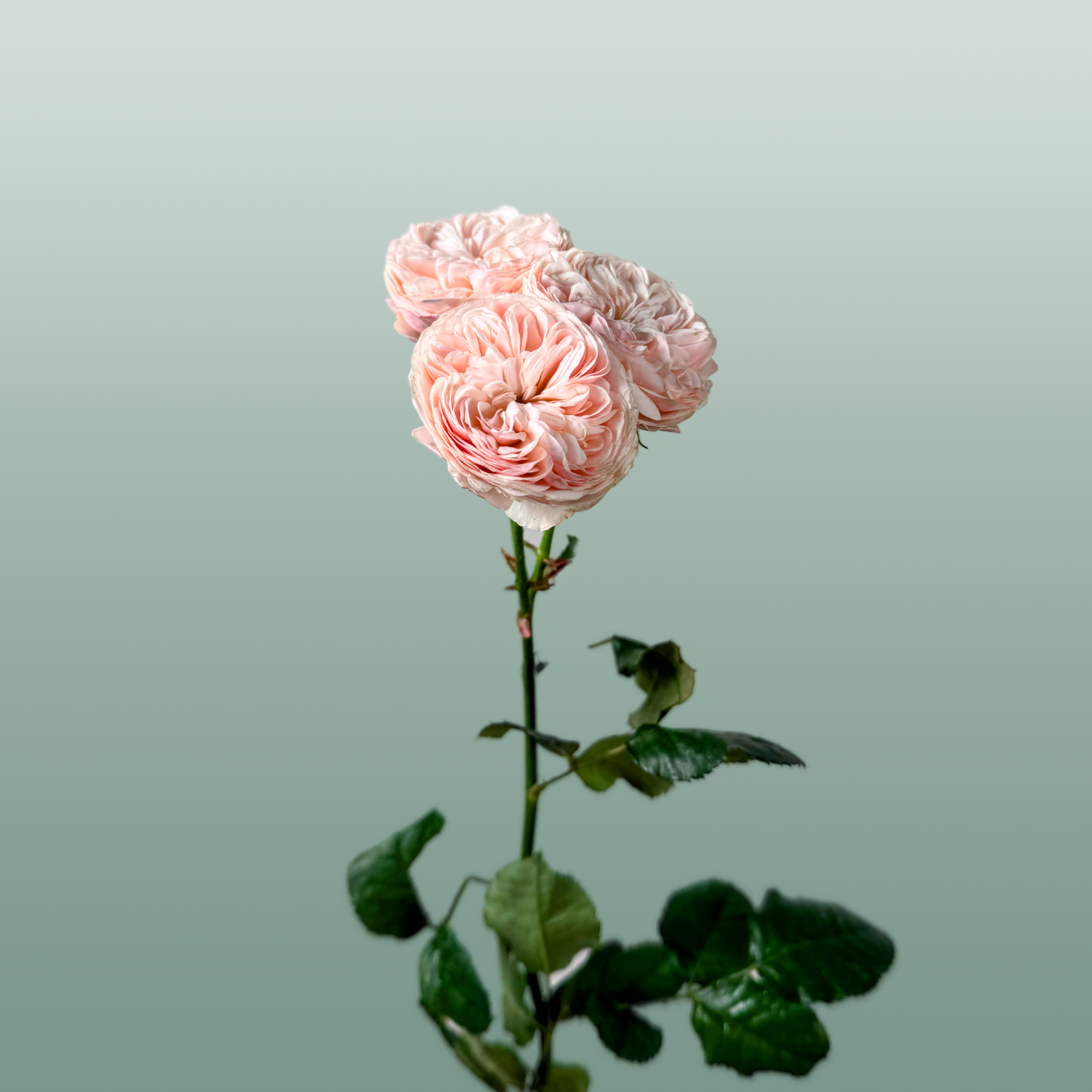 Spray Rose - Rosa - Royal Blush