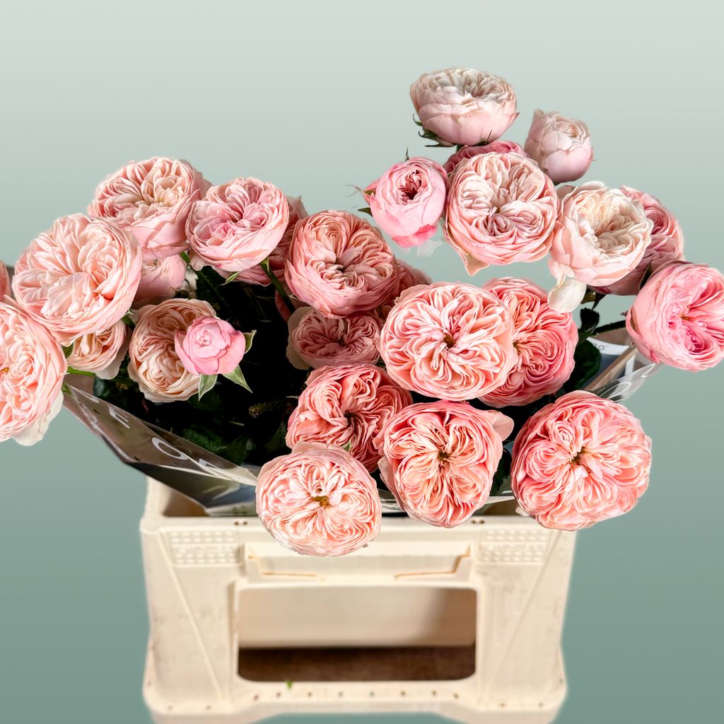 Spray Rose - Rosa - Royal Blush