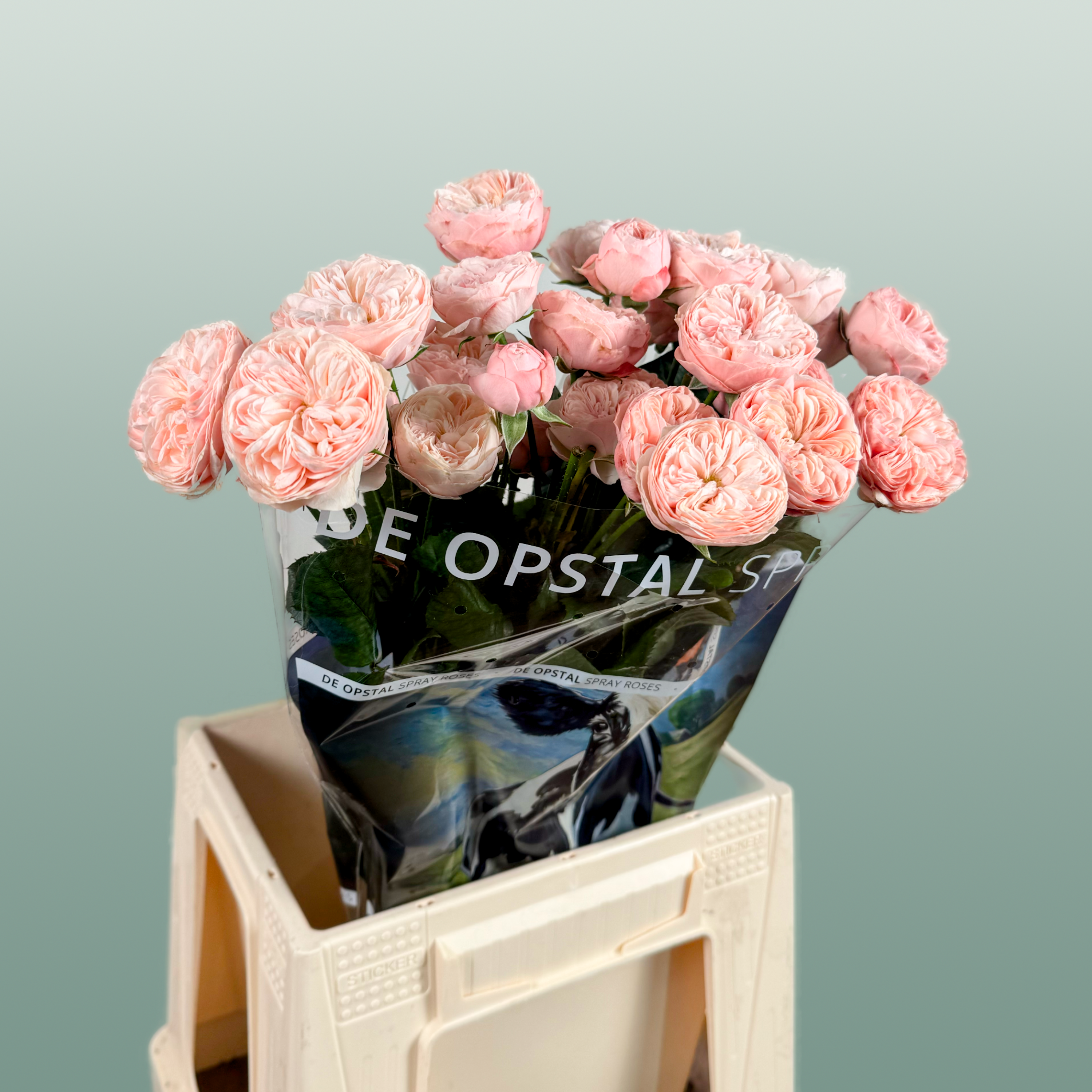 Spray Rose - Rosa - Royal Blush