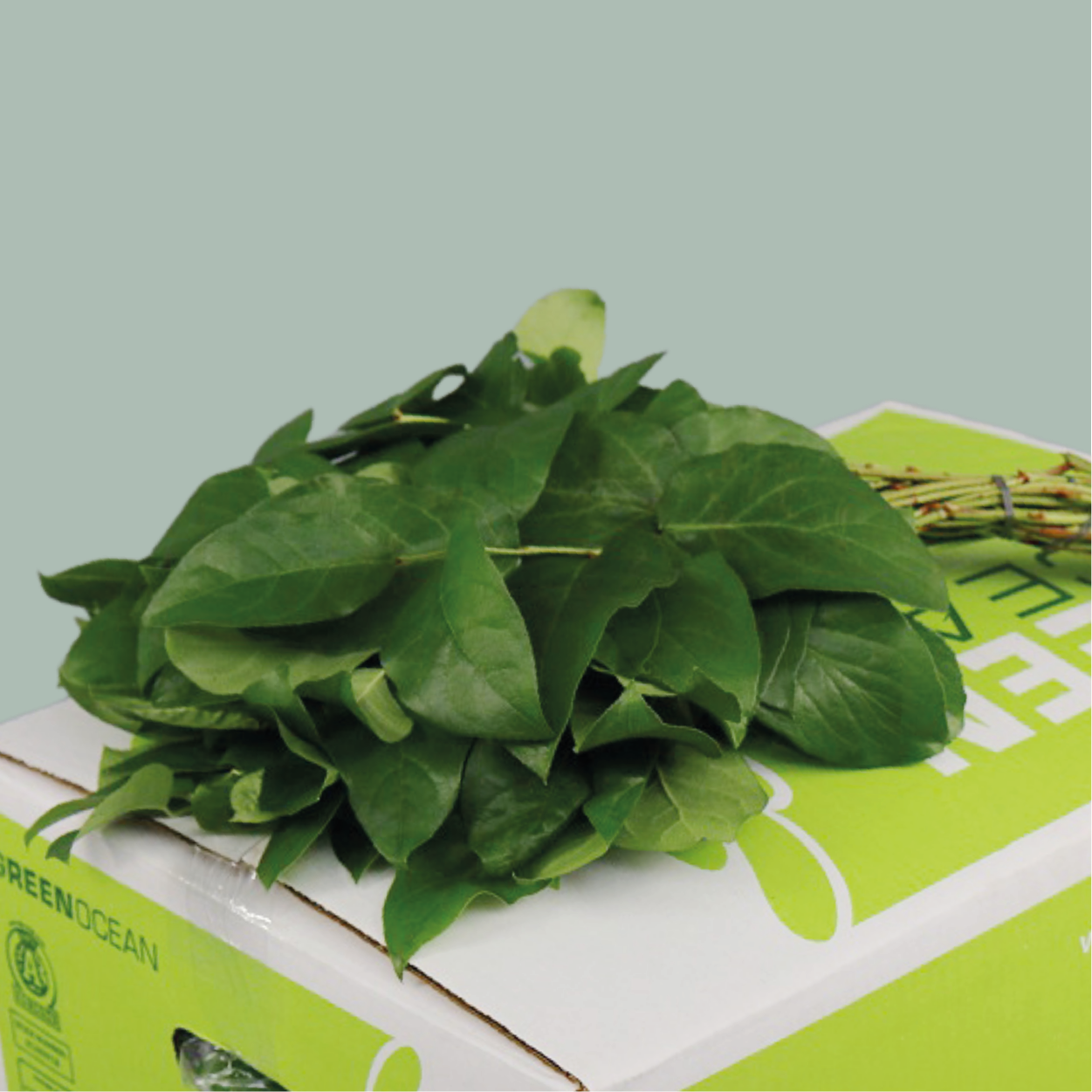 Salal Tip - Other Greenery Per Bunch