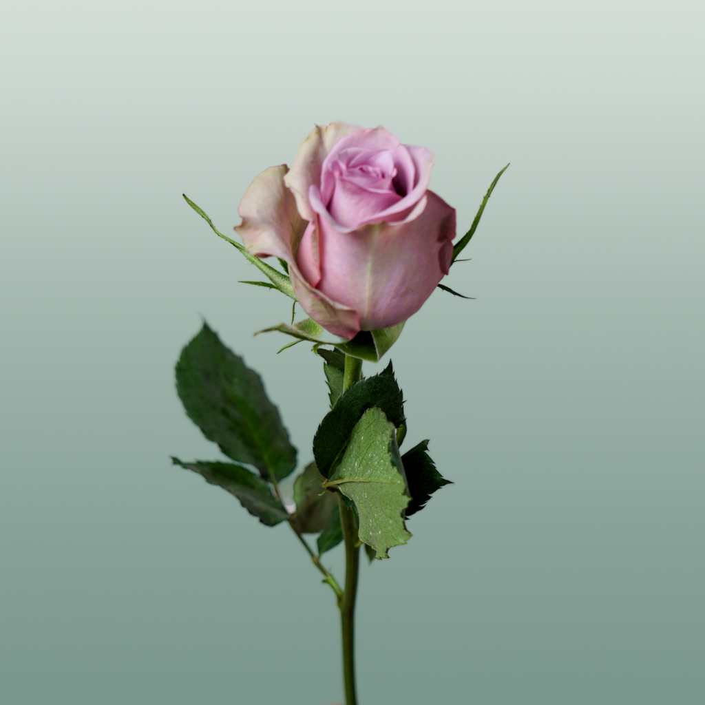 Rose - Rosa - Samantha's Bridal