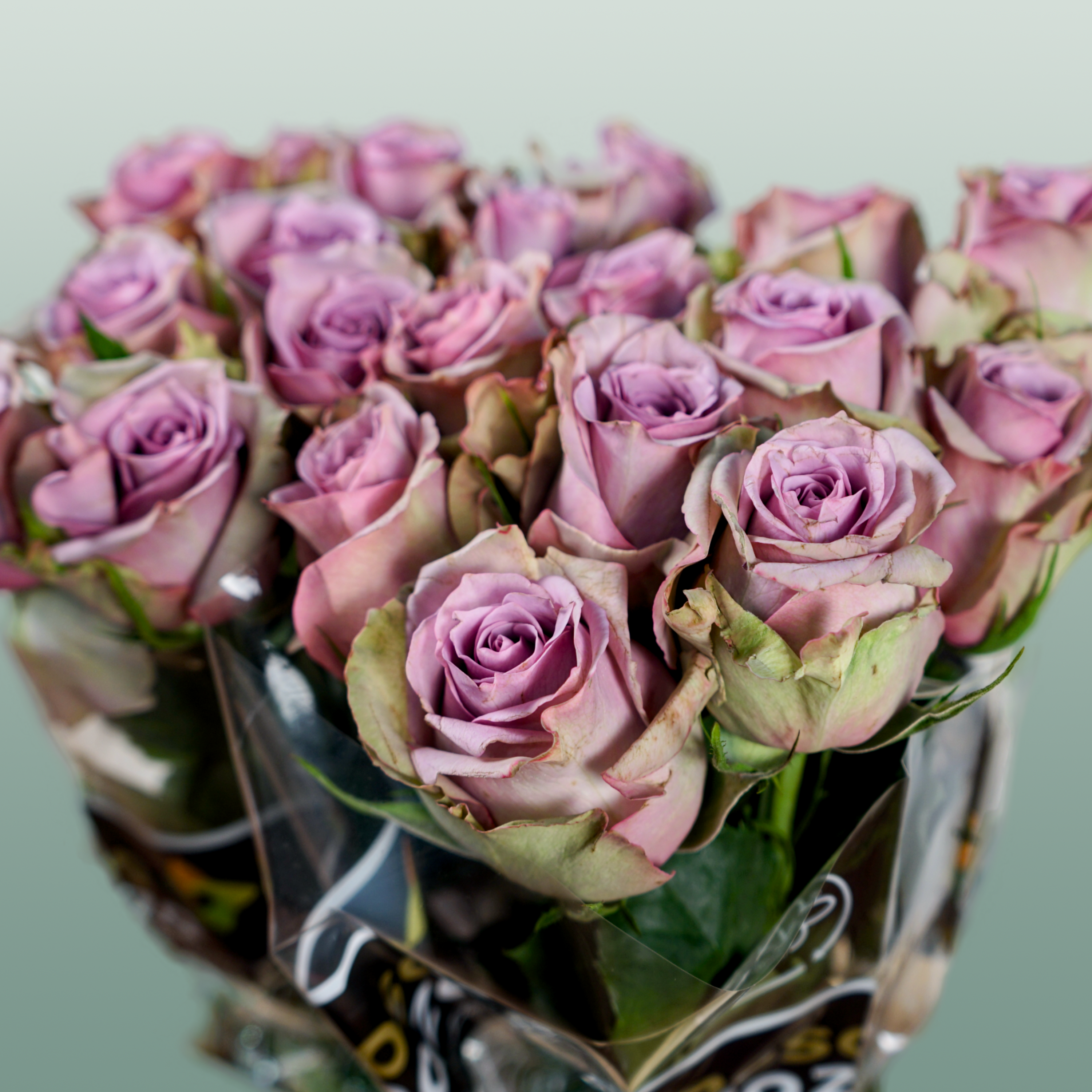 Rose - Rosa - Samantha's Bridal