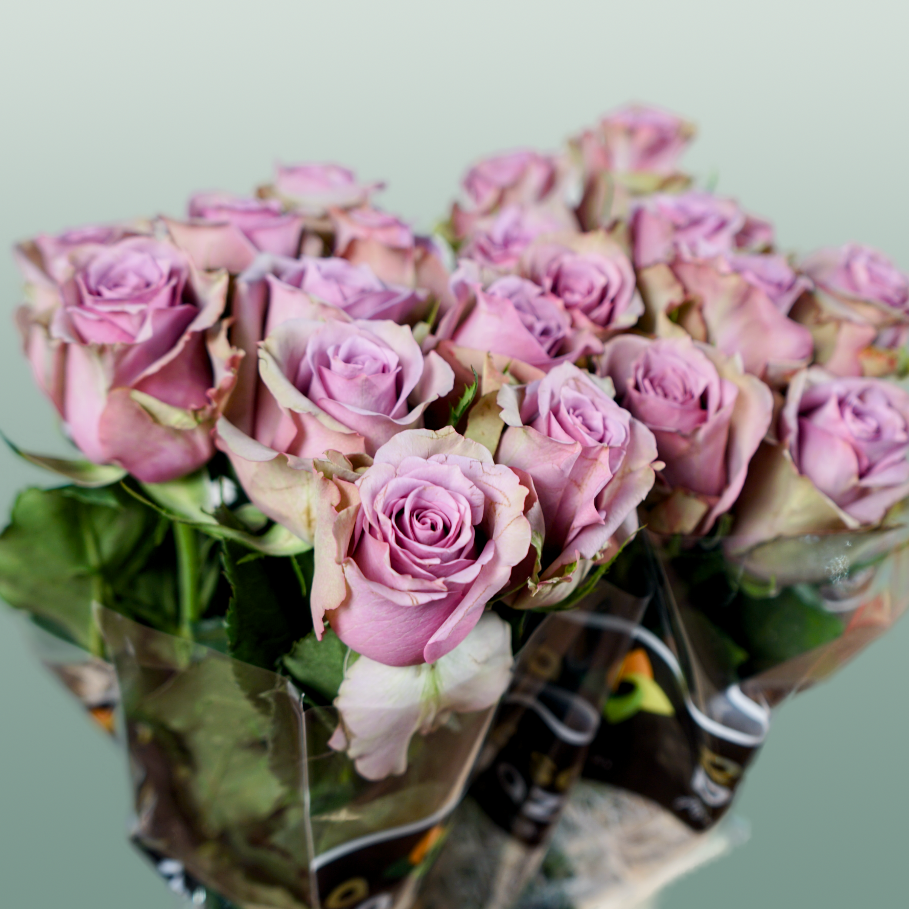 Rose - Rosa - Samantha's Bridal