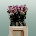 Rose - Rosa - Samantha's Bridal