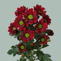 Chrysanthemum Santini Adora (25 Stems)