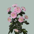 Santini Chrysanthemum - Chrysanthemum - Ellison Sweet