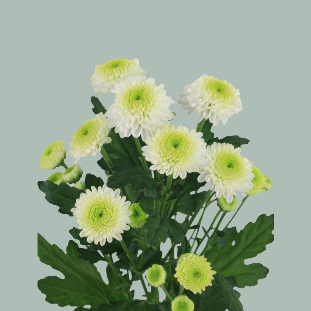 Santini Chrysanthemum - Chrysanthemum - Ferry