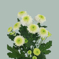 Santini Chrysanthemum - Chrysanthemum - Ferry