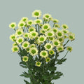 Chrysanthemum Santini Madiba Nyaka Cream (25 Stems)