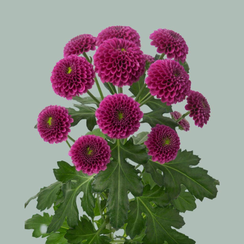 Santini Chrysanthemum - Chrysanthemum - Dekpurpetta