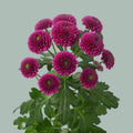 Santini Chrysanthemum - Chrysanthemum - Dekpurpetta