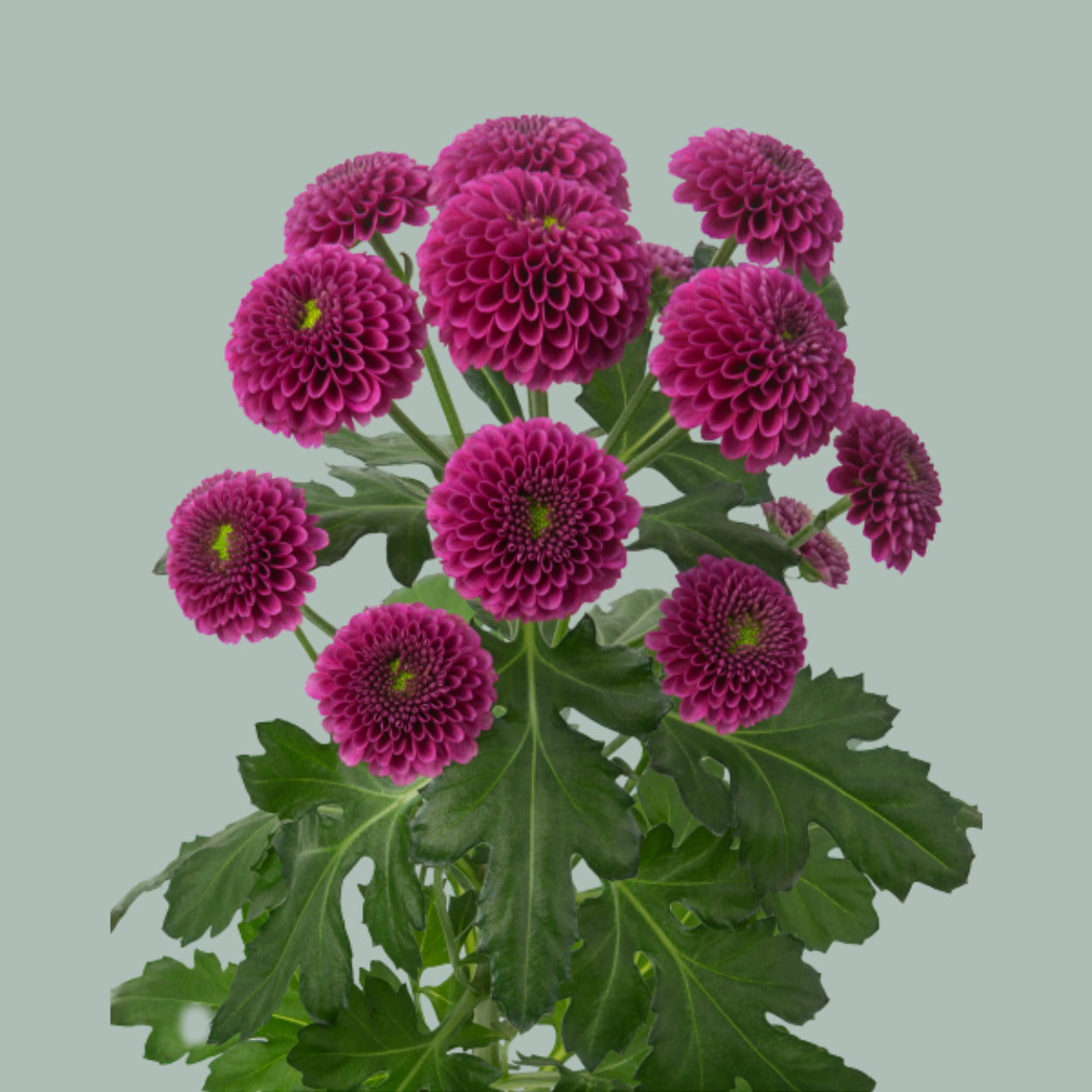 Santini Chrysanthemum - Chrysanthemum - Dekpurpetta