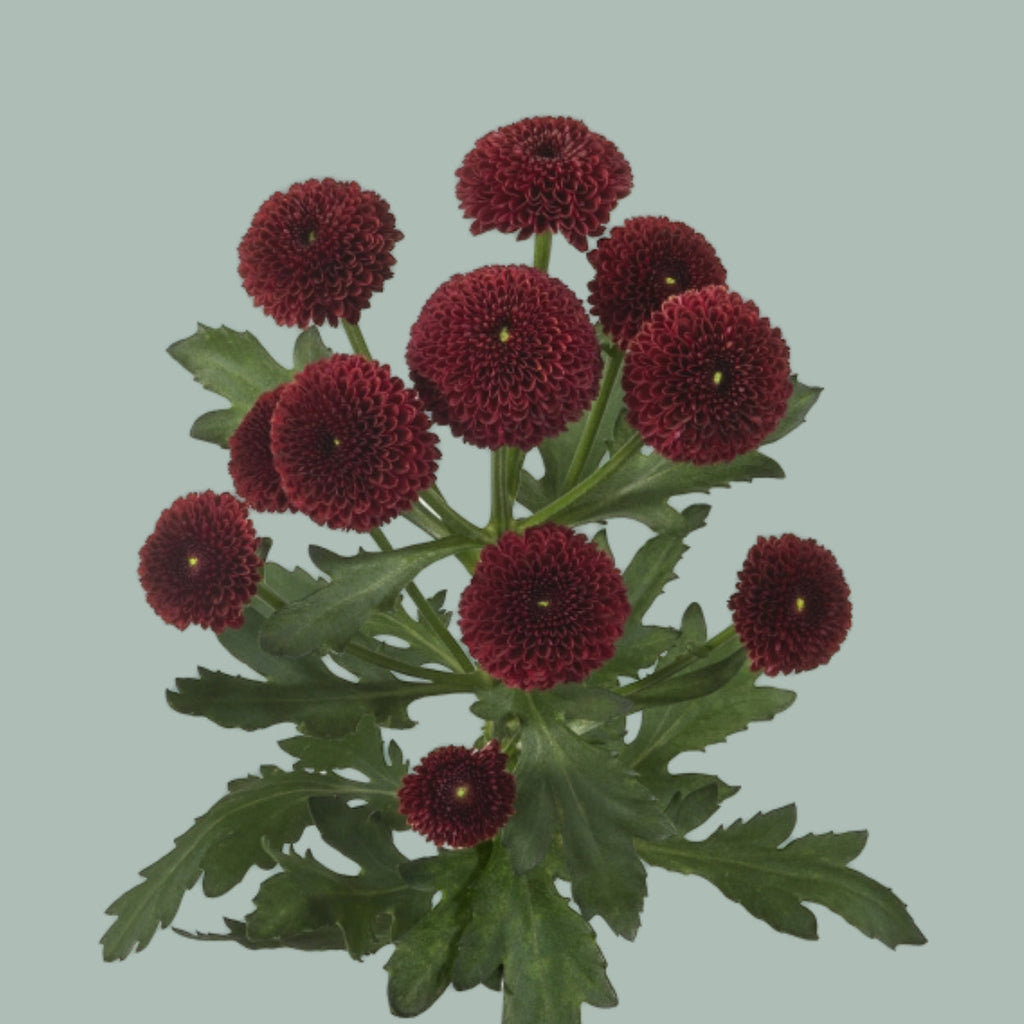 Santini Chrysanthemum - Chrysanthemum - Dekpurpetta Red