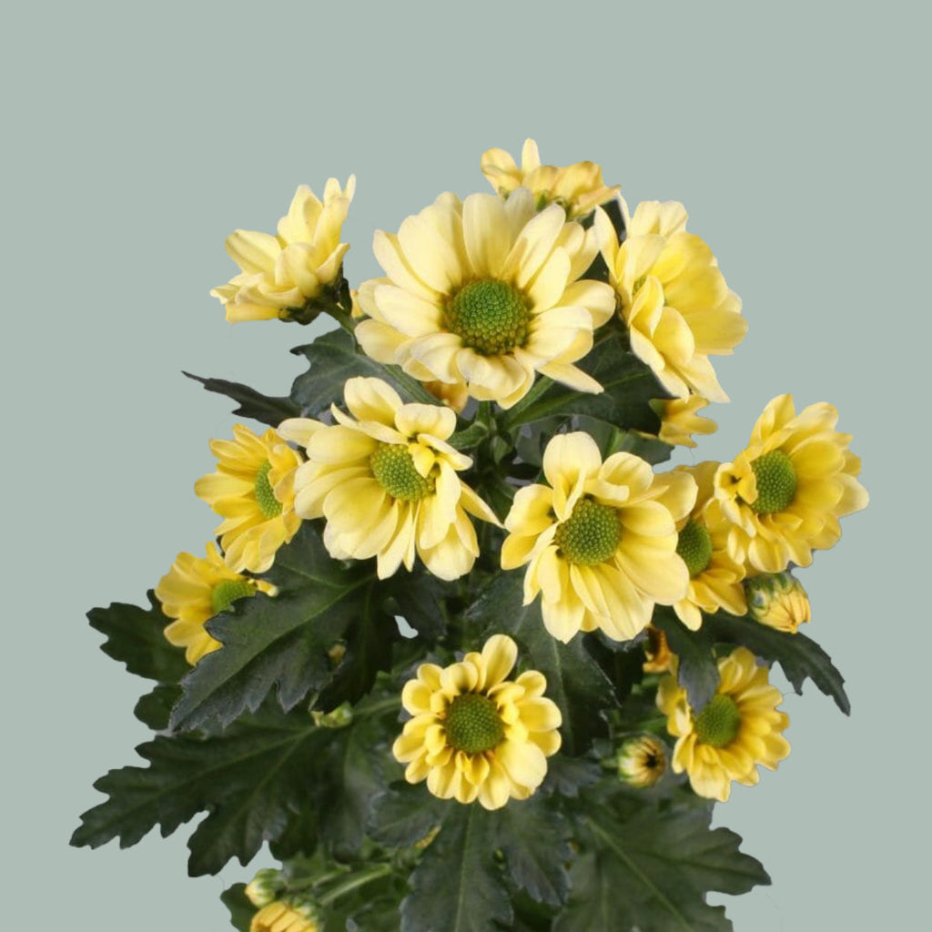Santini Chrysanthemum - Chrysanthemum - Floroscre
