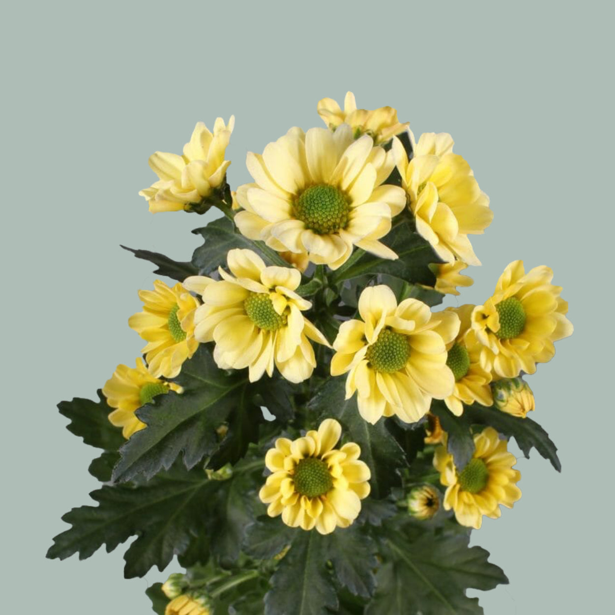 Santini Chrysanthemum - Chrysanthemum - Floroscre
