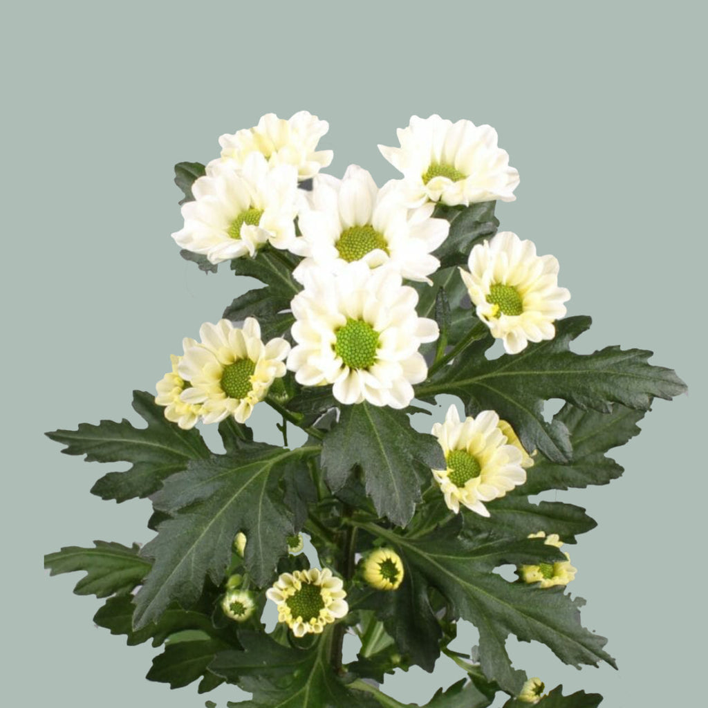 Santini Chrysanthemum - Chrysanthemum - Rossi White