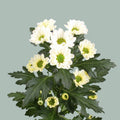 Santini Chrysanthemum - Chrysanthemum - Rossi White