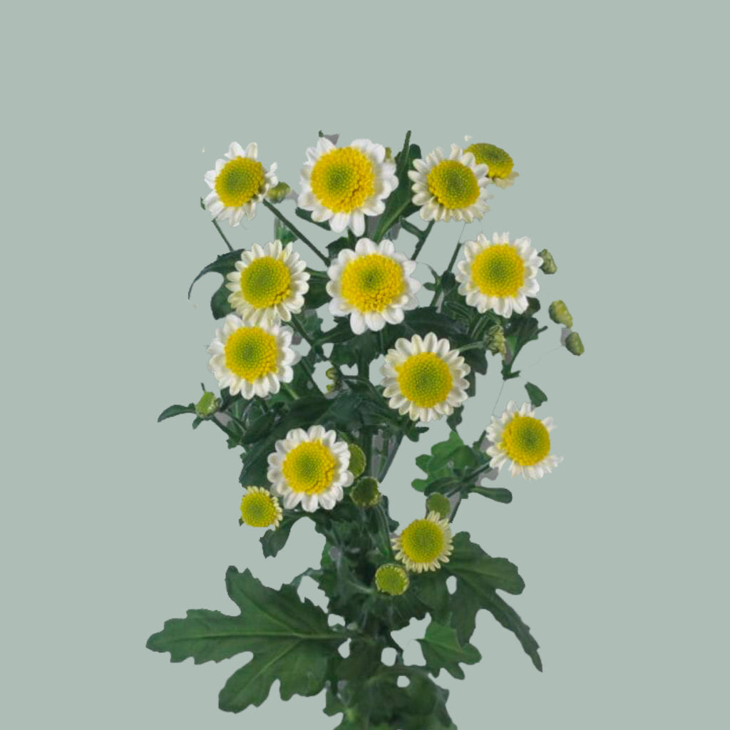Santini Chrysanthemum - Chrysanthemum - Sun Up