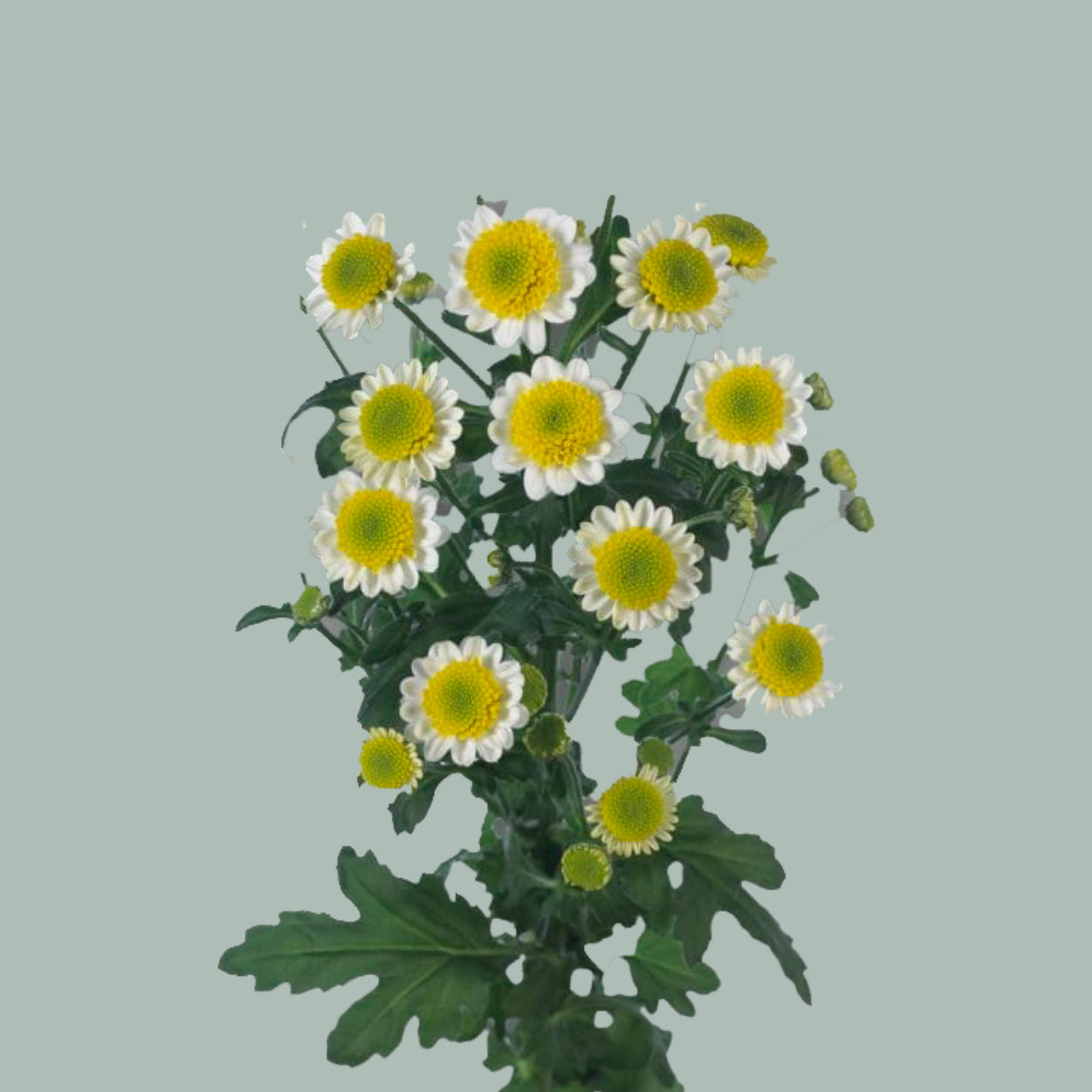 Santini Chrysanthemum - Chrysanthemum - Sun Up