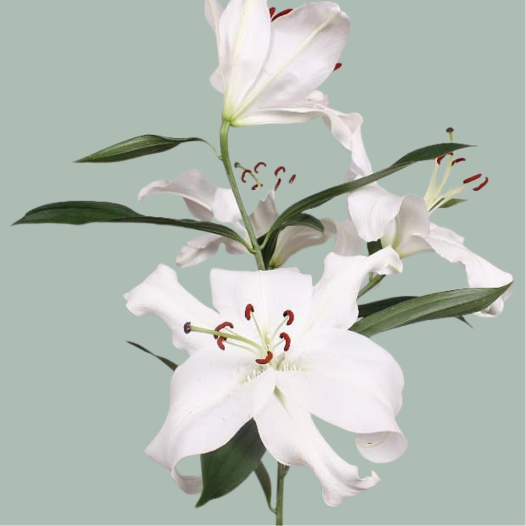 Oriental Lily - Lilium - Santander