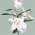 Oriental Lily - Lilium - Santander