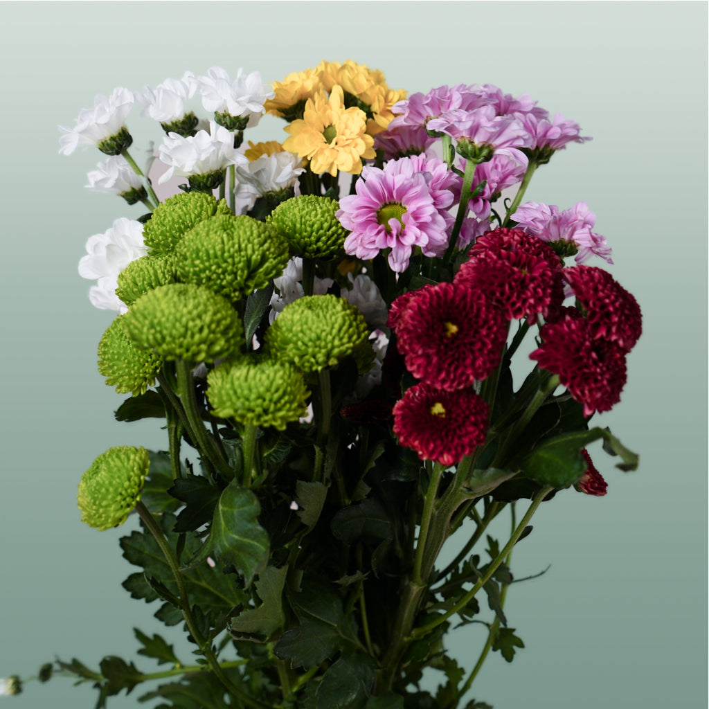 Spray Chrysanthemum - Chrysanthemum (Indicum Grp) - Santini Mix