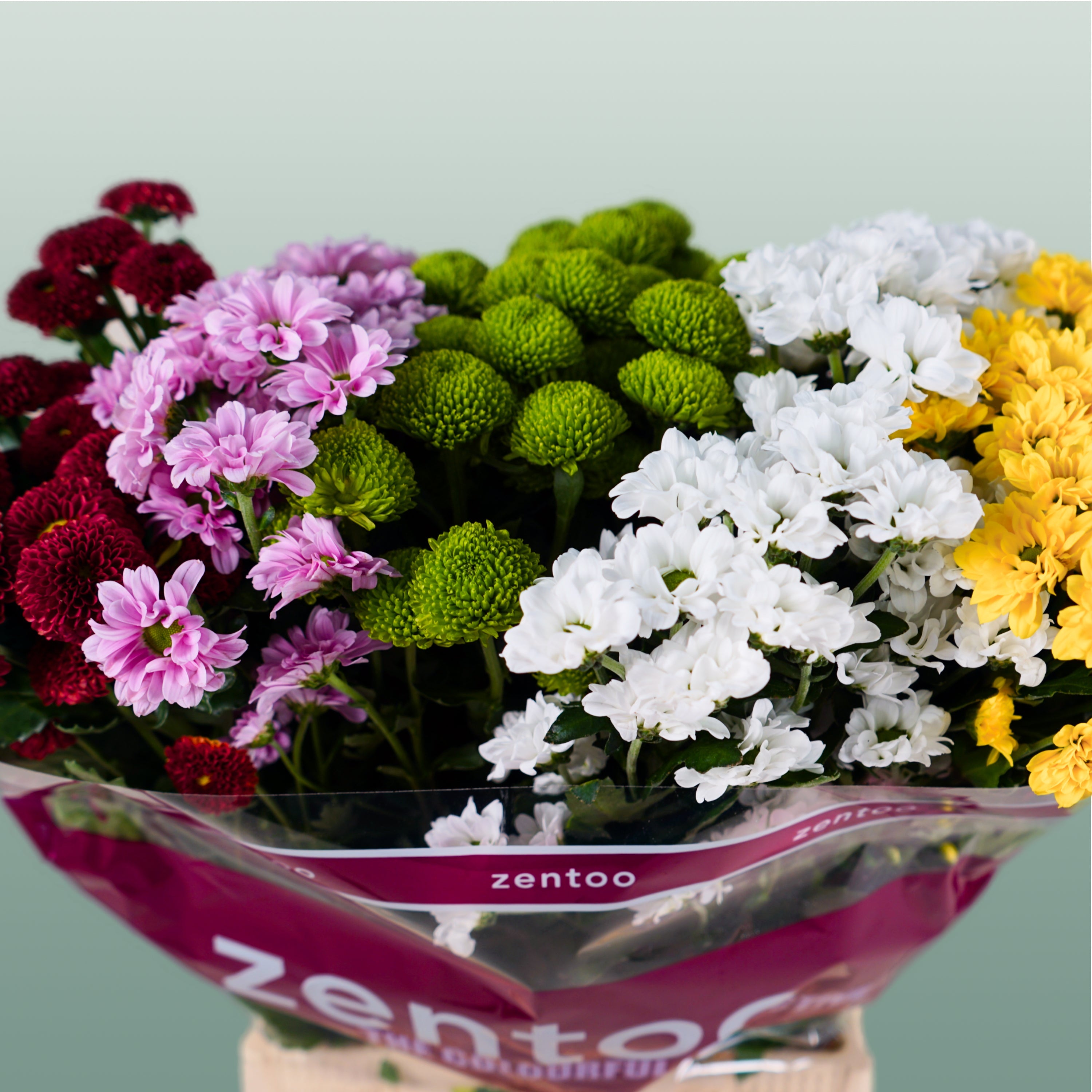 Spray Chrysanthemum - Chrysanthemum (Indicum Grp) - Santini Mix