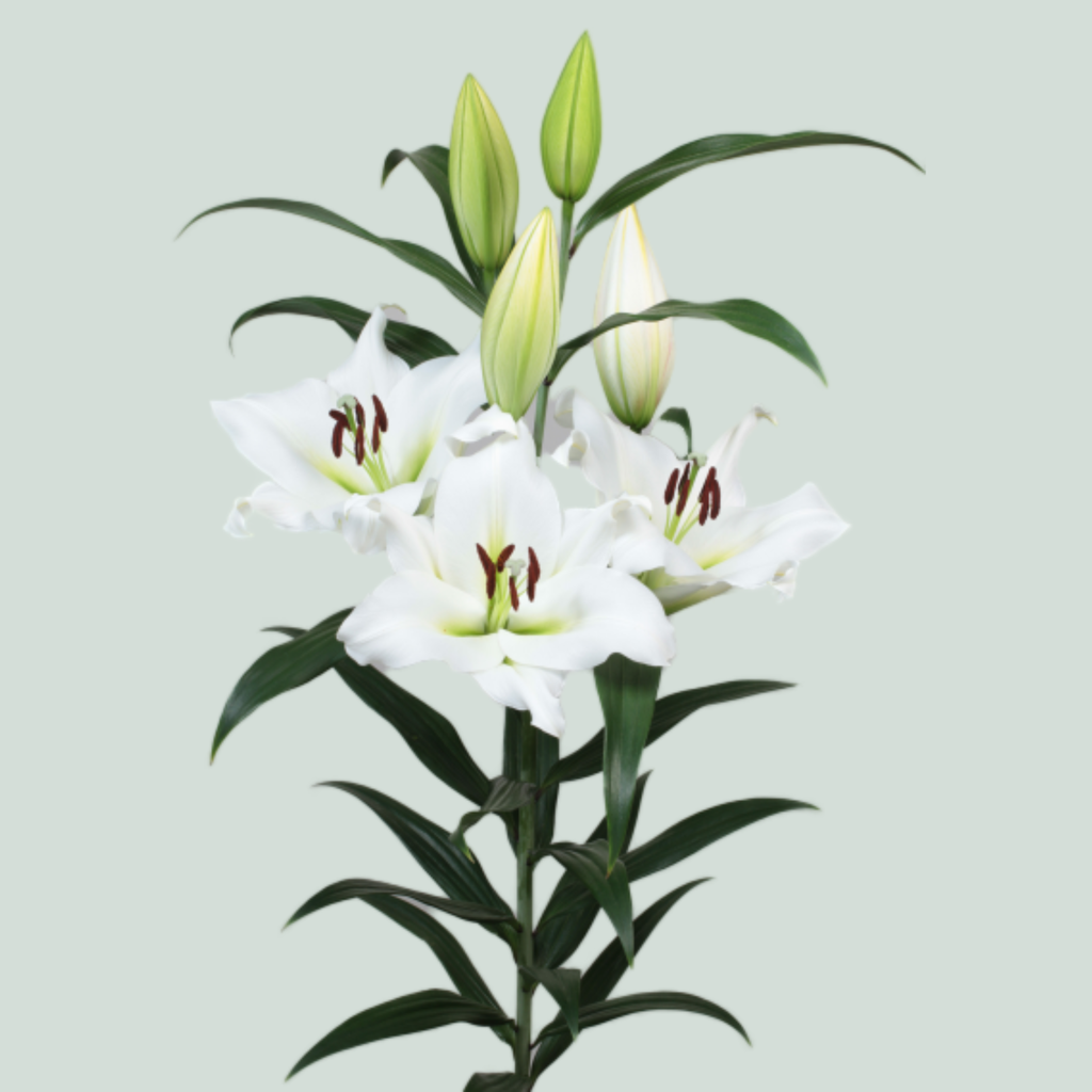 Lily - Lilium - Sempione