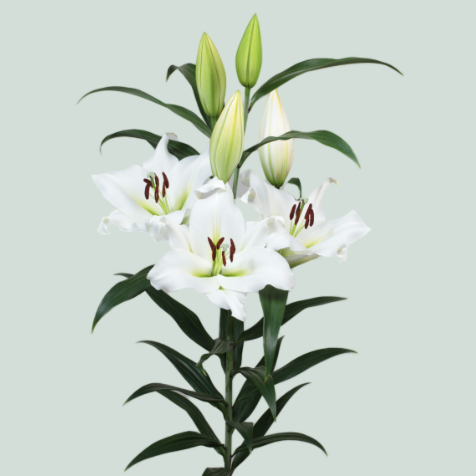 Lily - Lilium - Sempione