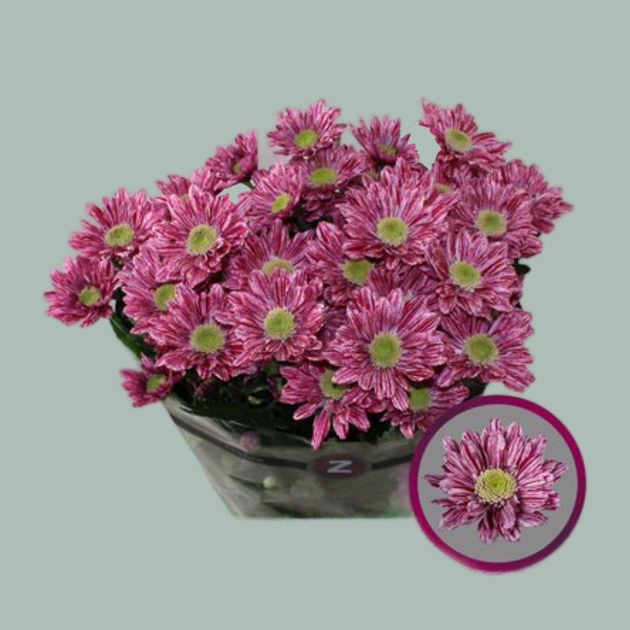 Spray Chrysanthemum - Chrysanthemum - Serenity Sweet