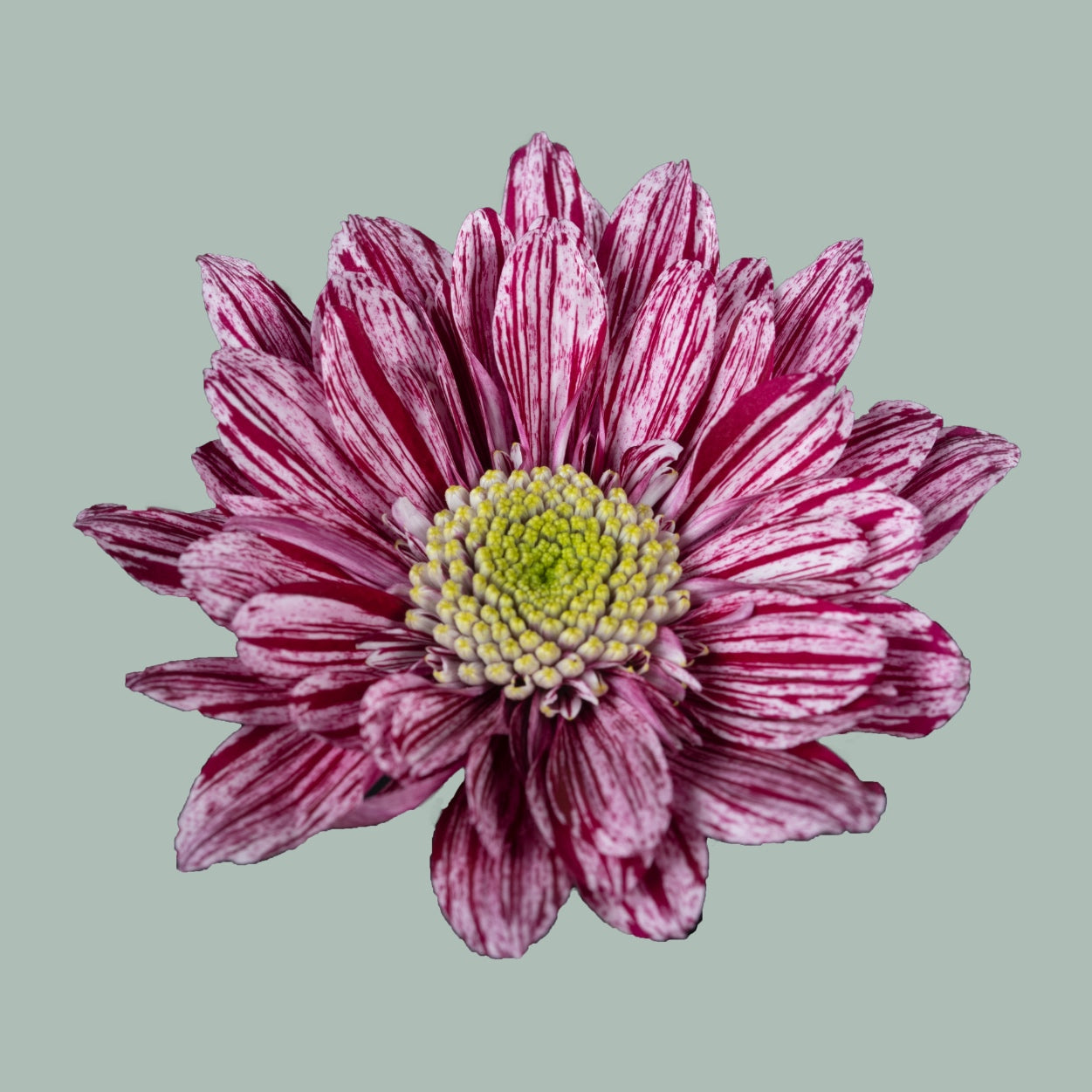 Spray Chrysanthemum - Chrysanthemum - Serenity Sweet