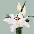Lily Signum (OR) (10 Stems)