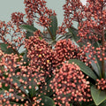 Skimmia Rubella (5 Bunches)