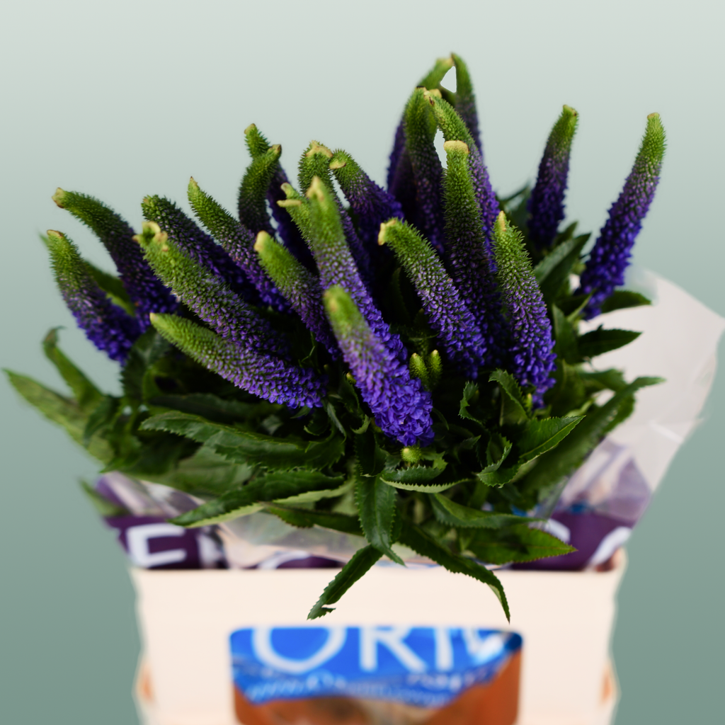 Blue Veronica ‘Smart Diana’ – 60cm Stems