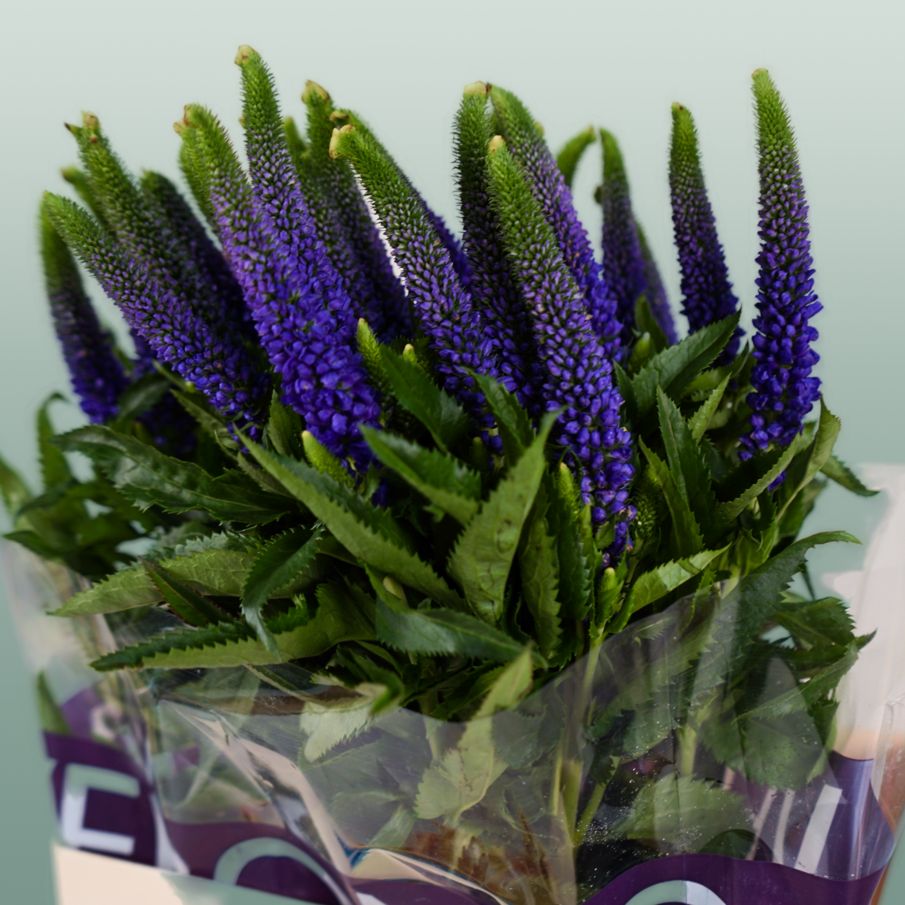 Blue Veronica ‘Smart Diana’ – 60cm Stems