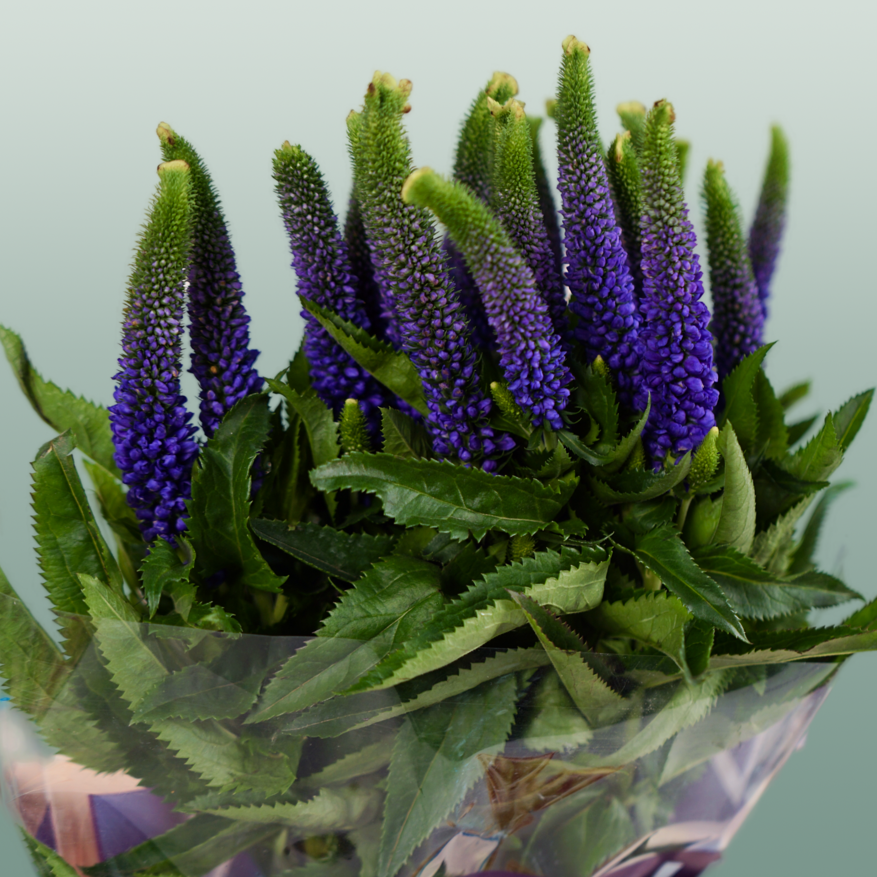 Blue Veronica ‘Smart Diana’ – 60cm Stems