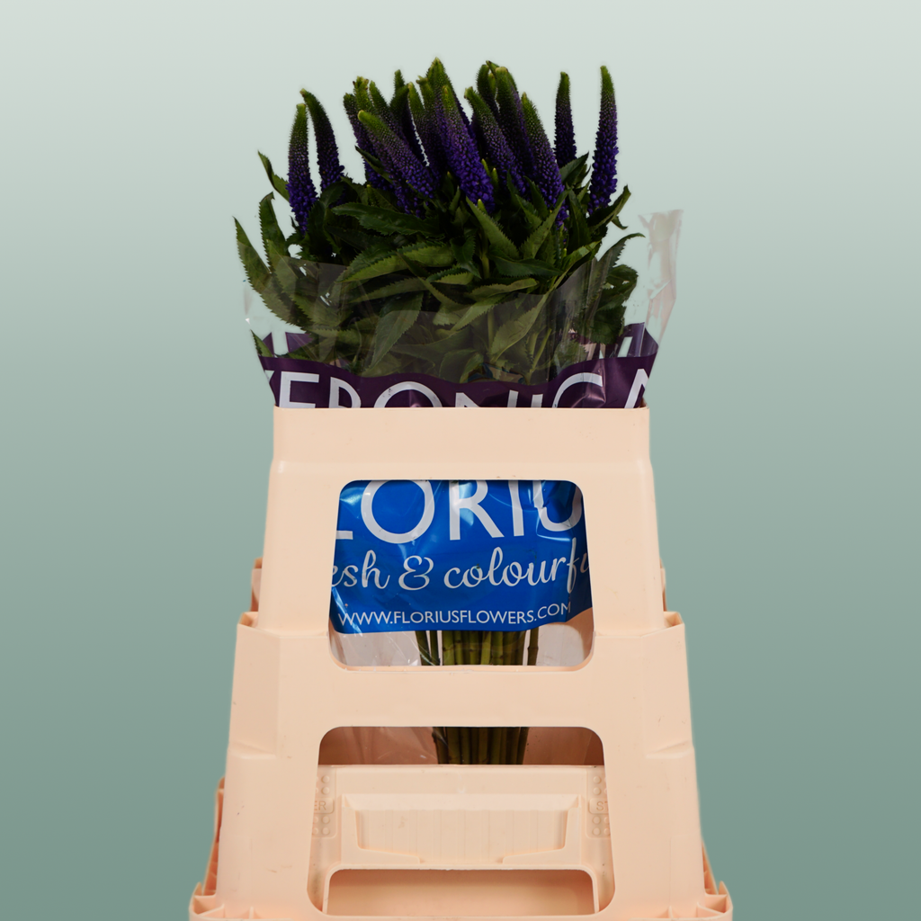 Blue Veronica ‘Smart Diana’ – 60cm Stems