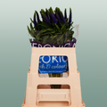 Blue Veronica ‘Smart Diana’ – 60cm Stems