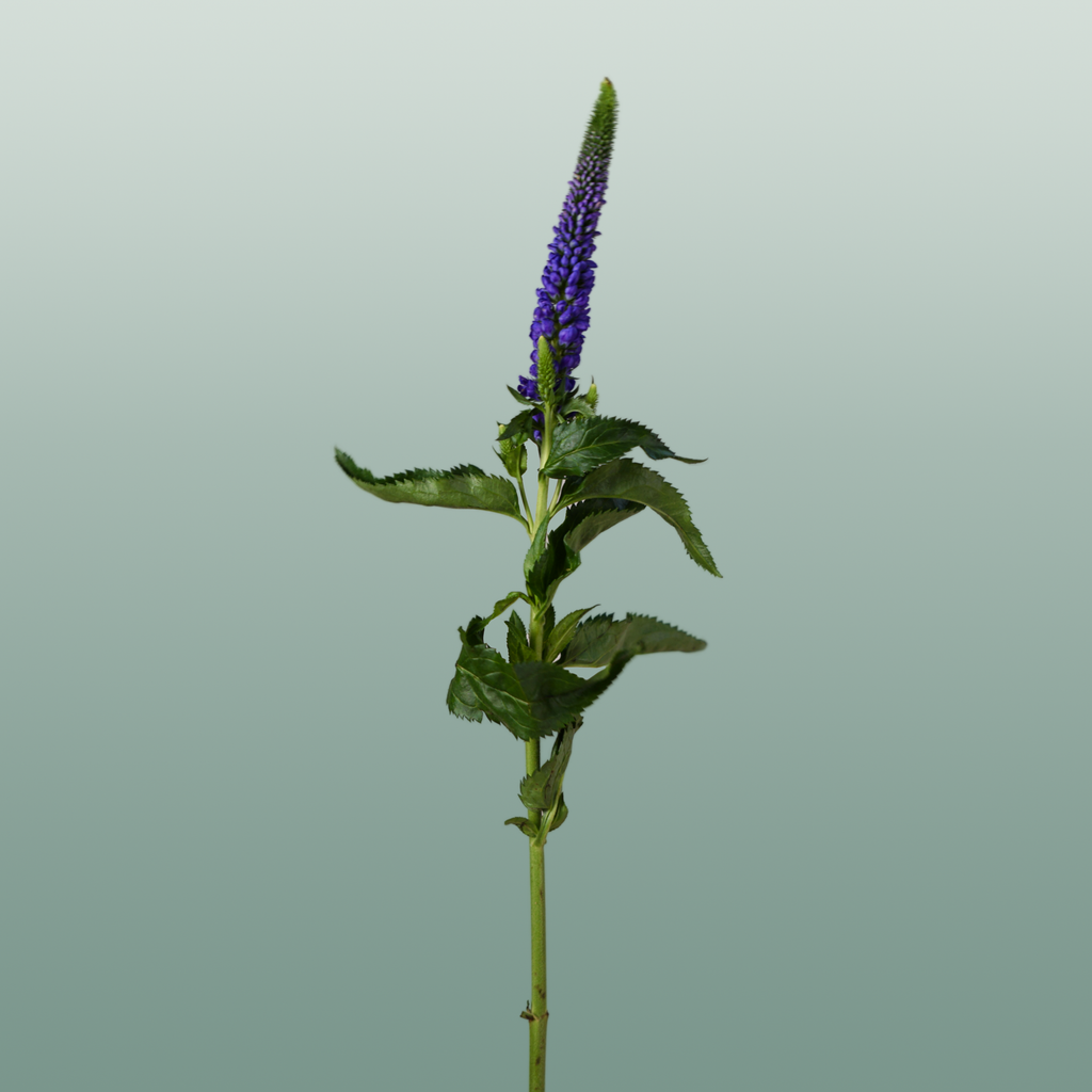 Blue Veronica ‘Smart Diana’ – 60cm Stems