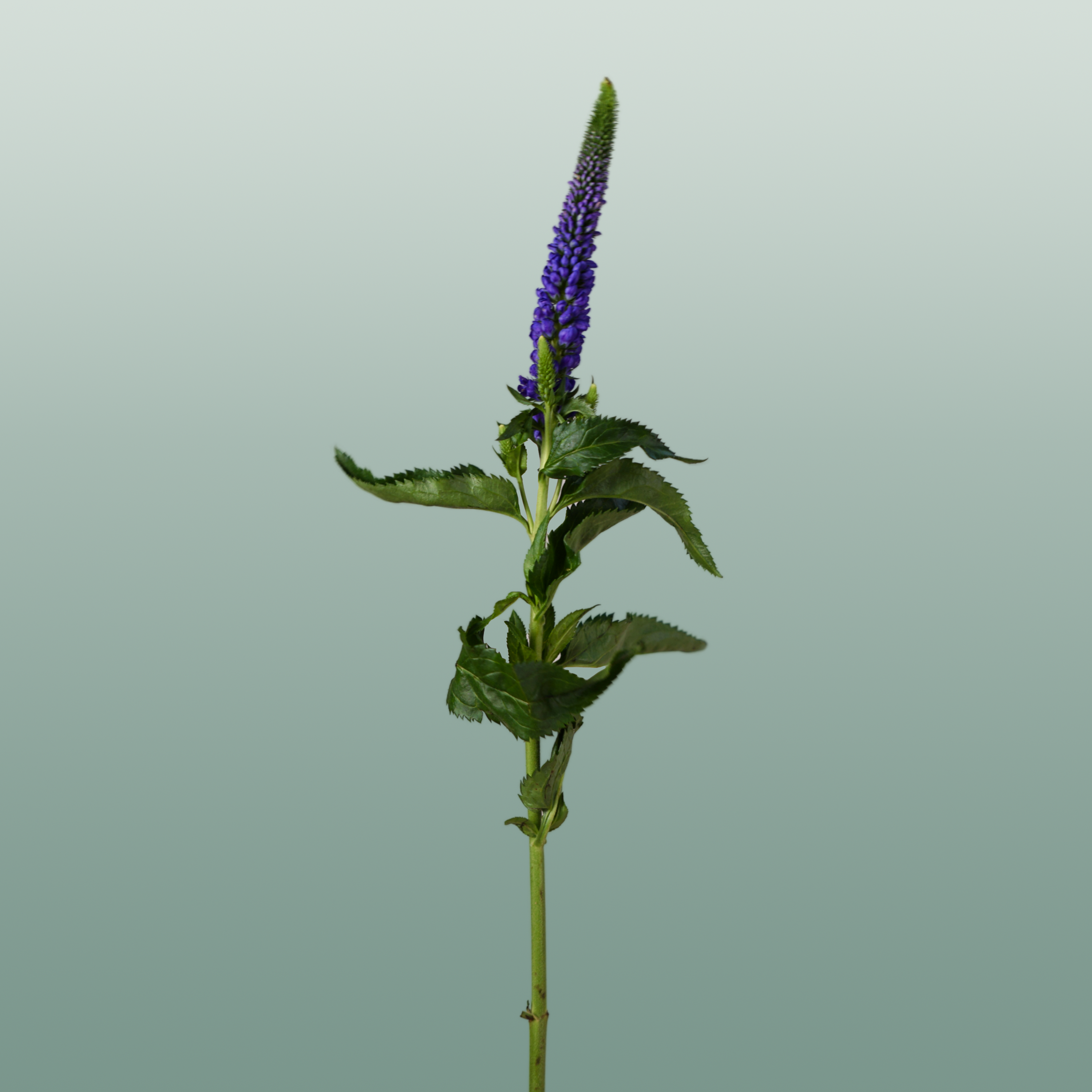 Blue Veronica ‘Smart Diana’ – 60cm Stems