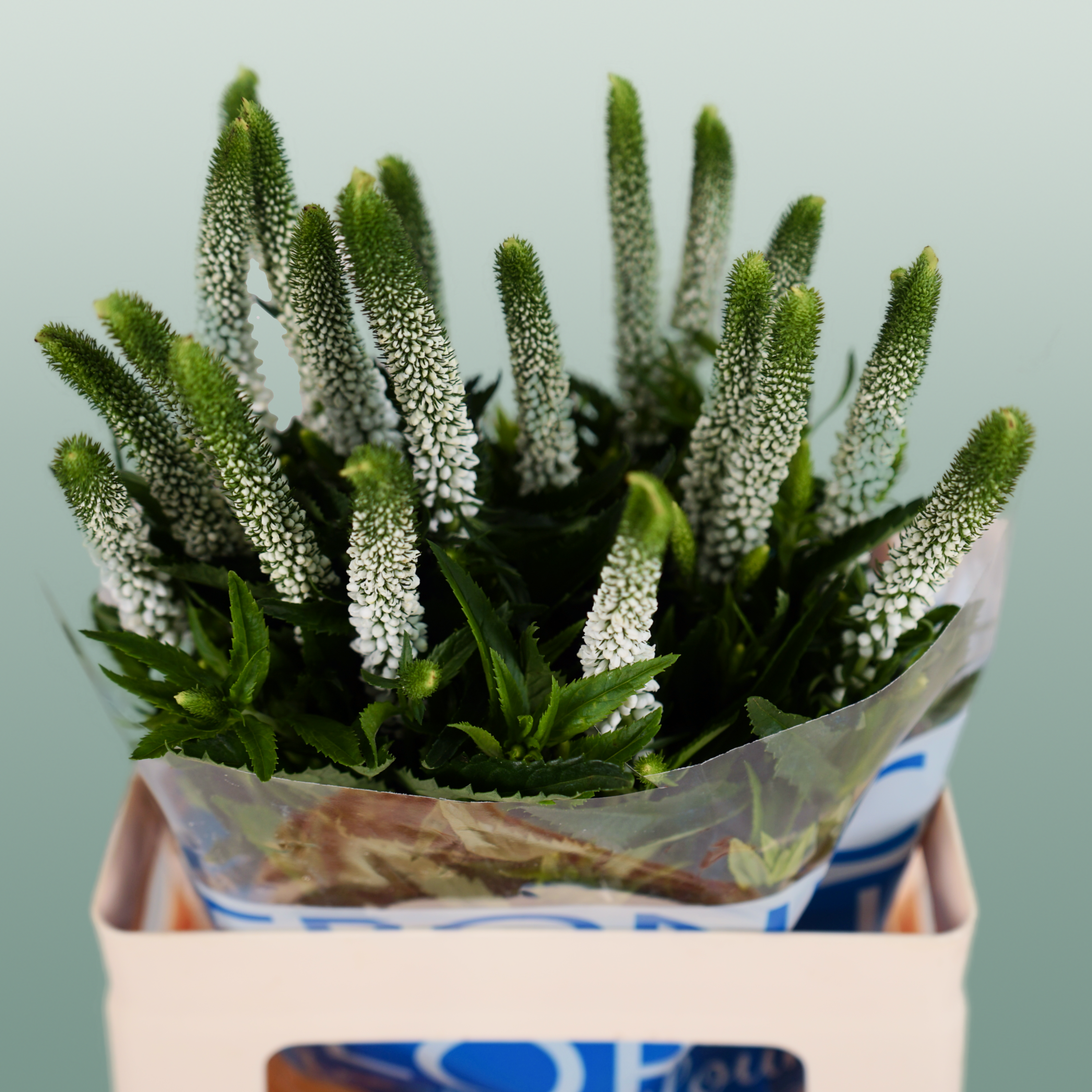 White Veronica ‘Allluna’ – 60cm Stems