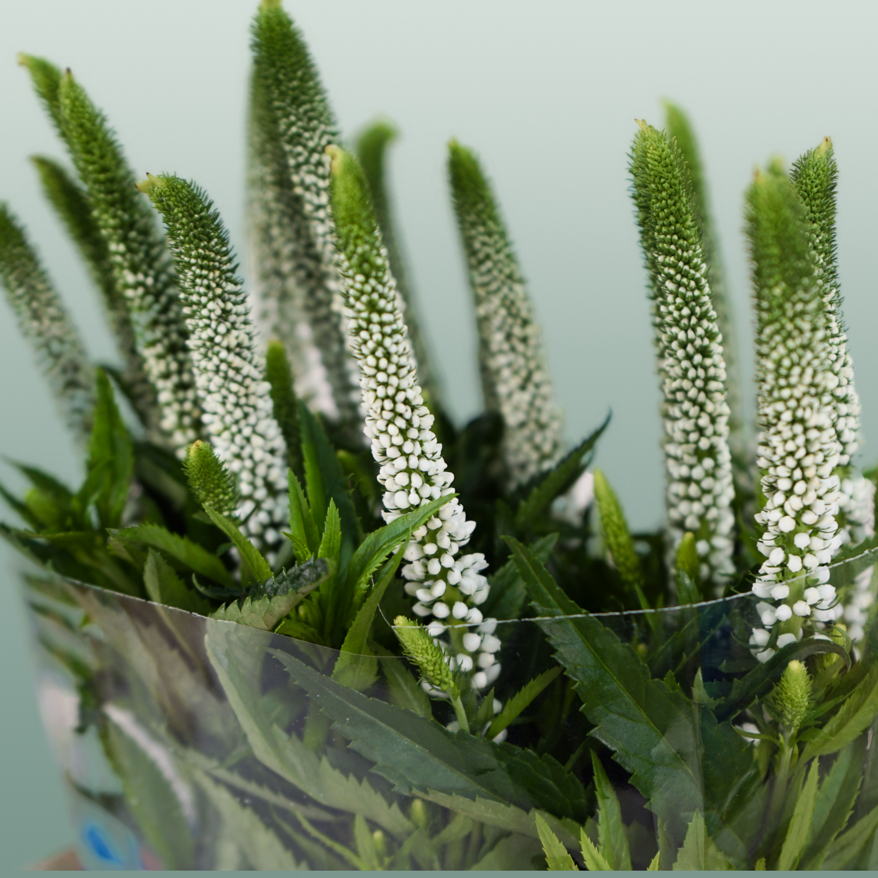 White Veronica ‘Allluna’ – 60cm Stems