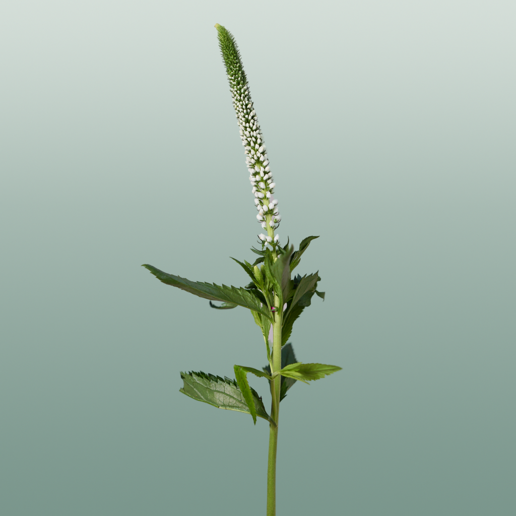 White Veronica ‘Allluna’ – 60cm Stems