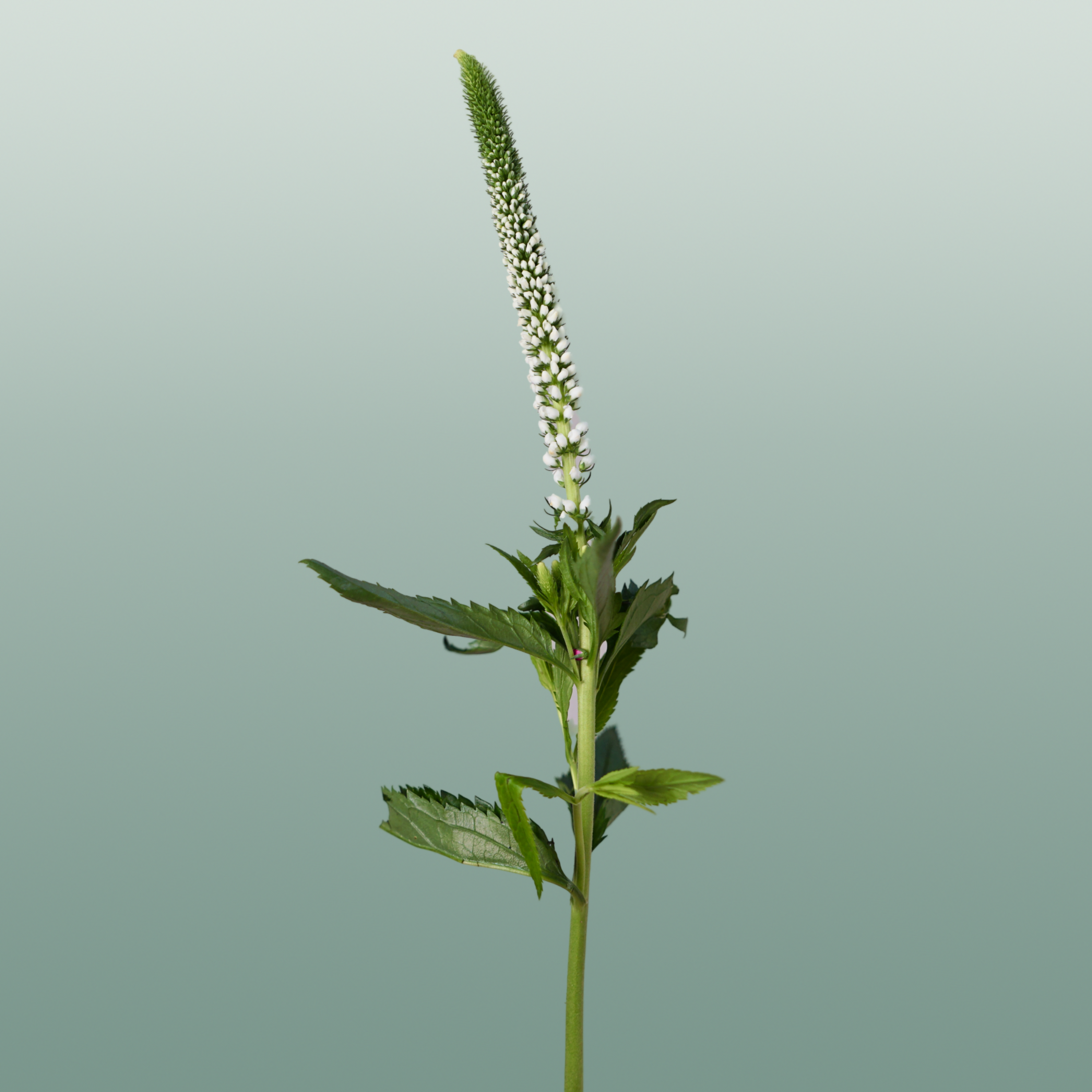 White Veronica ‘Allluna’ – 60cm Stems