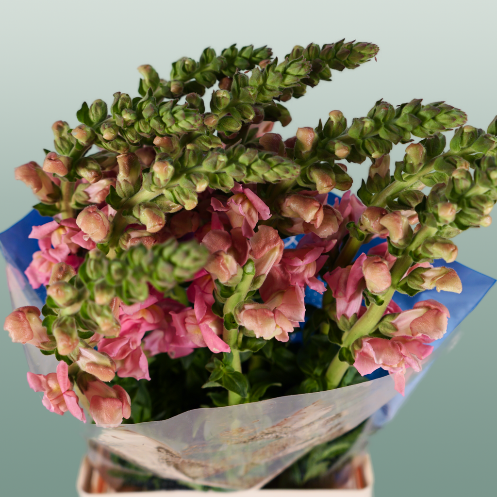 Snapdragon Antibes Pink