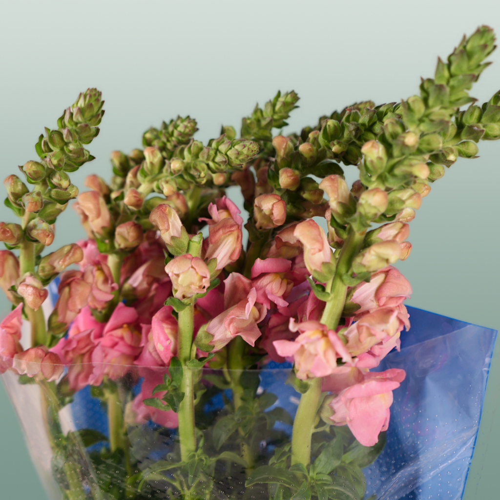 Snapdragon Antibes Pink