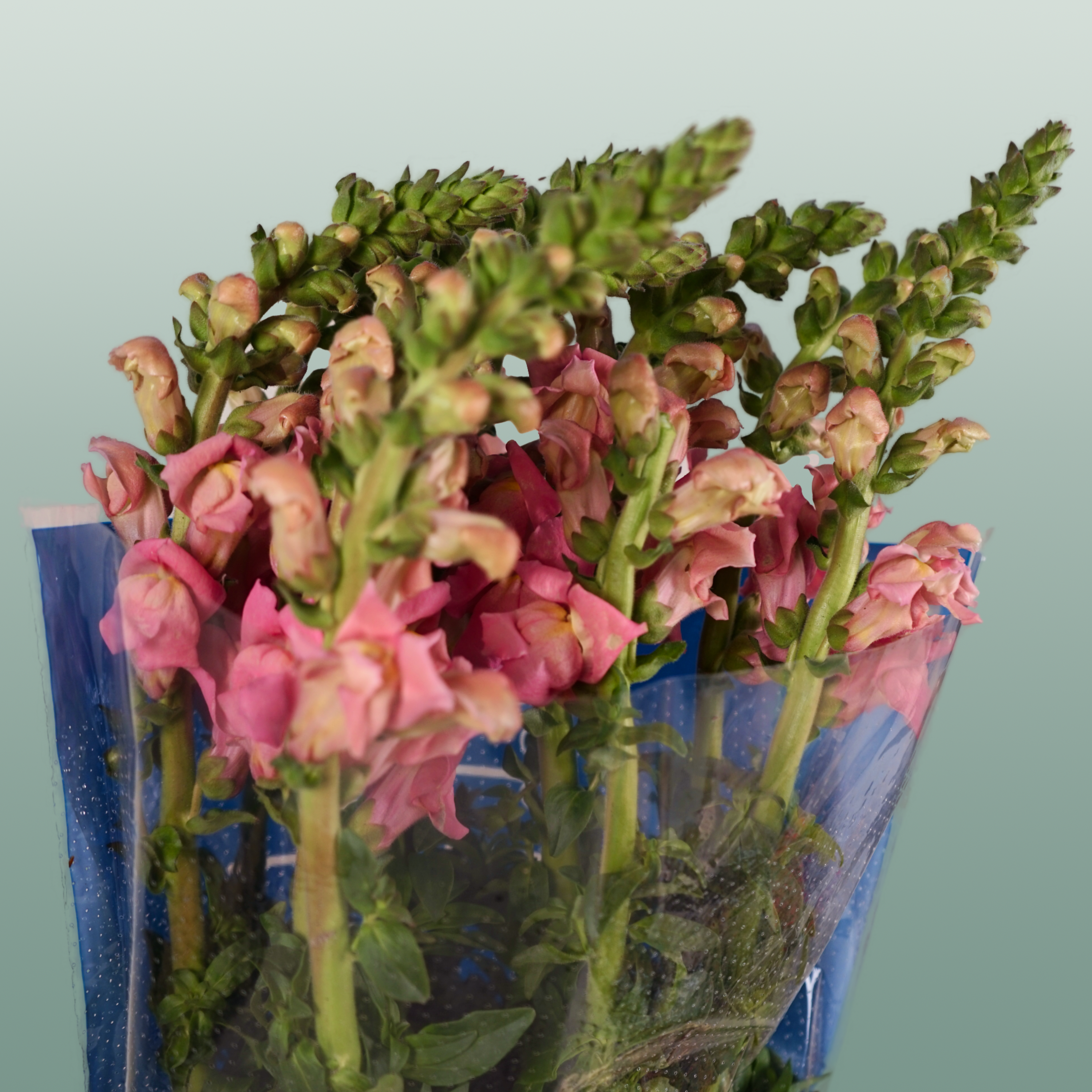 Snapdragon Antibes Pink