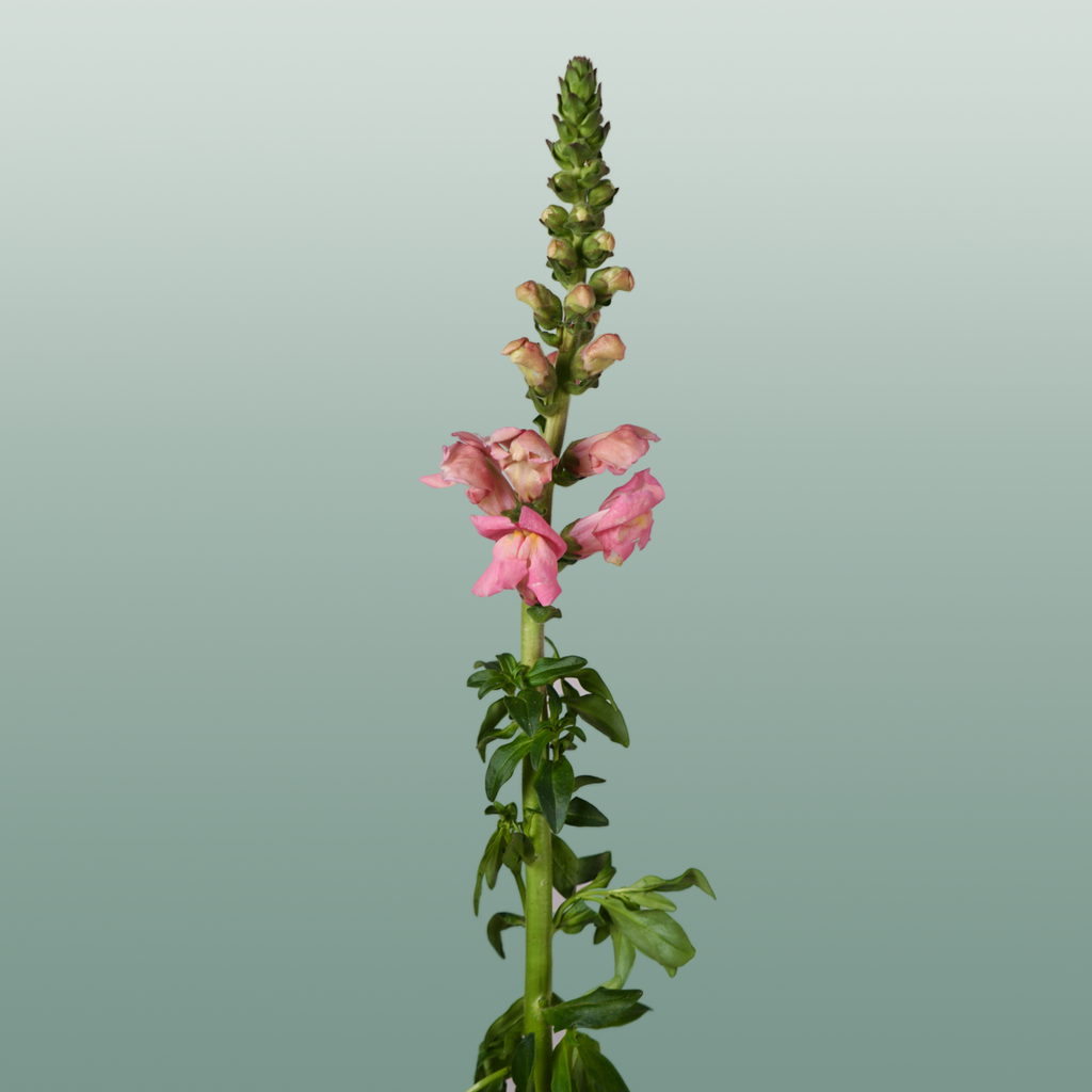 Snapdragon Antibes Pink