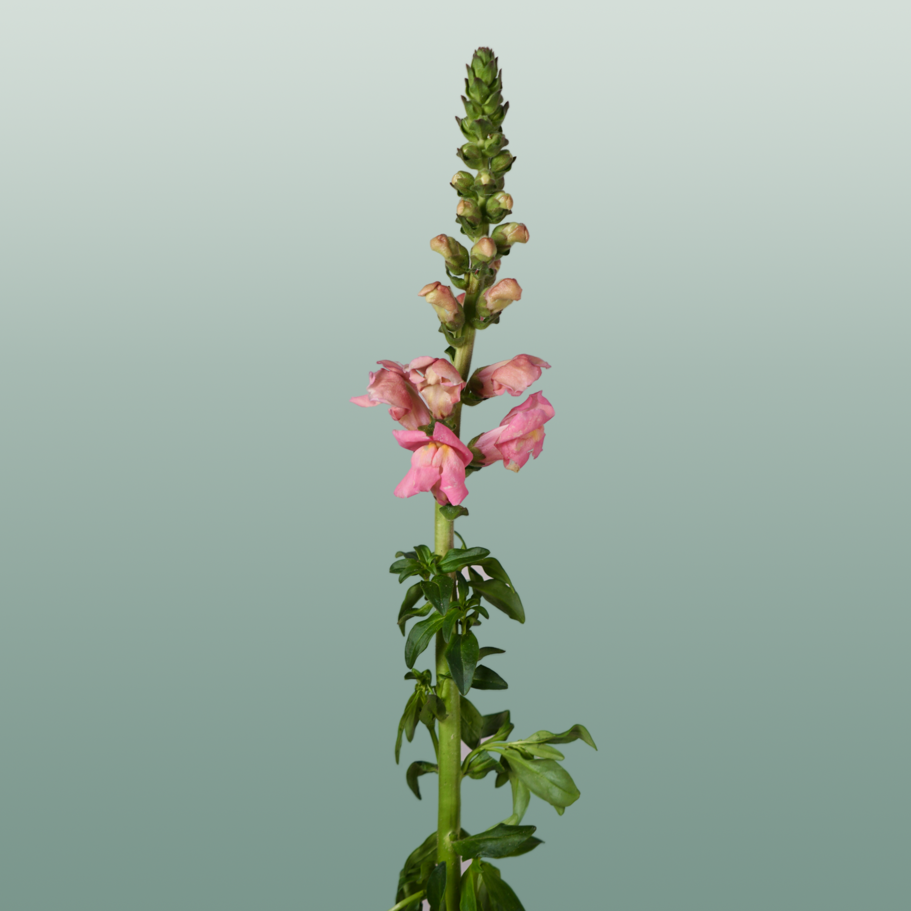 Snapdragon Antibes Pink