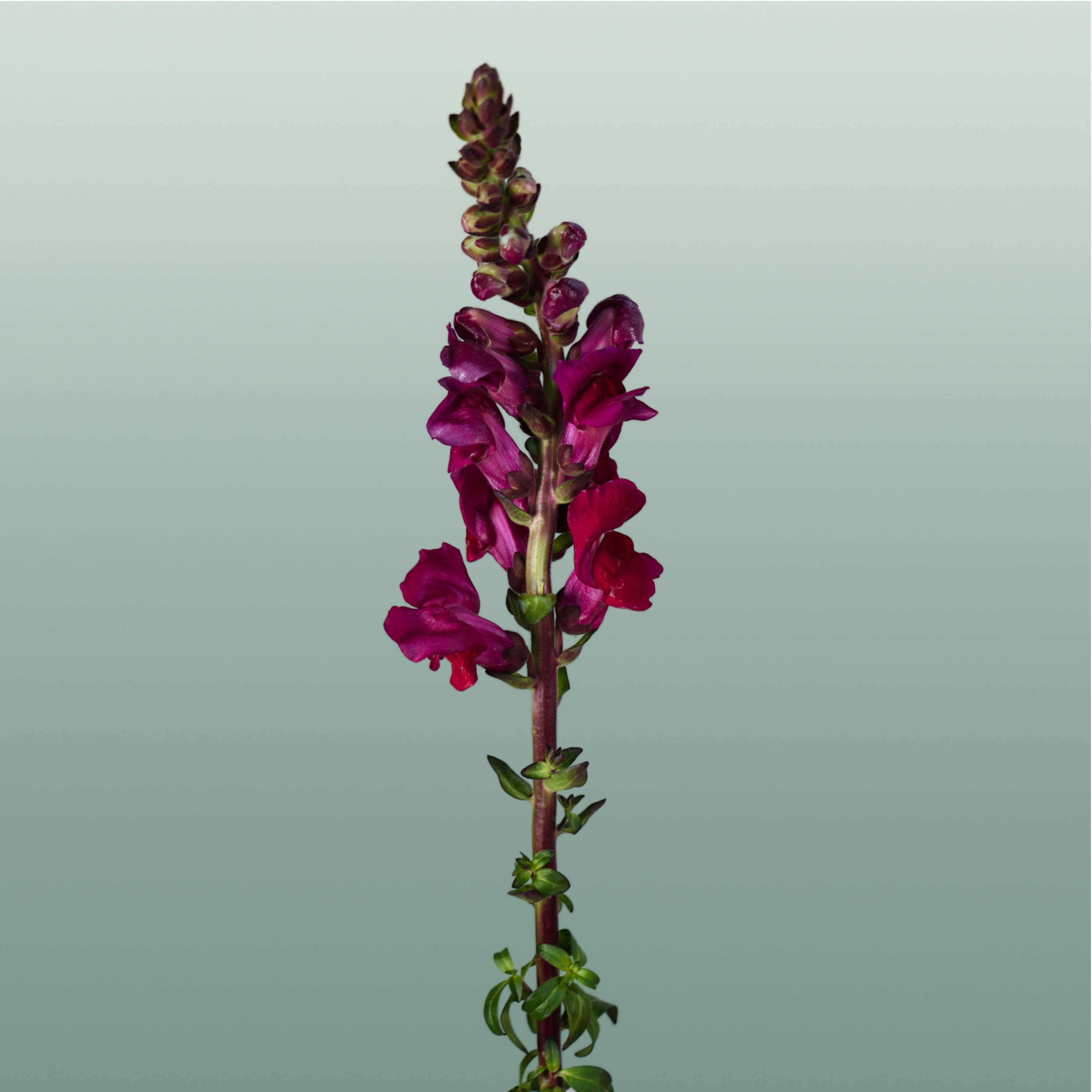 Snapdragon Antibes Red